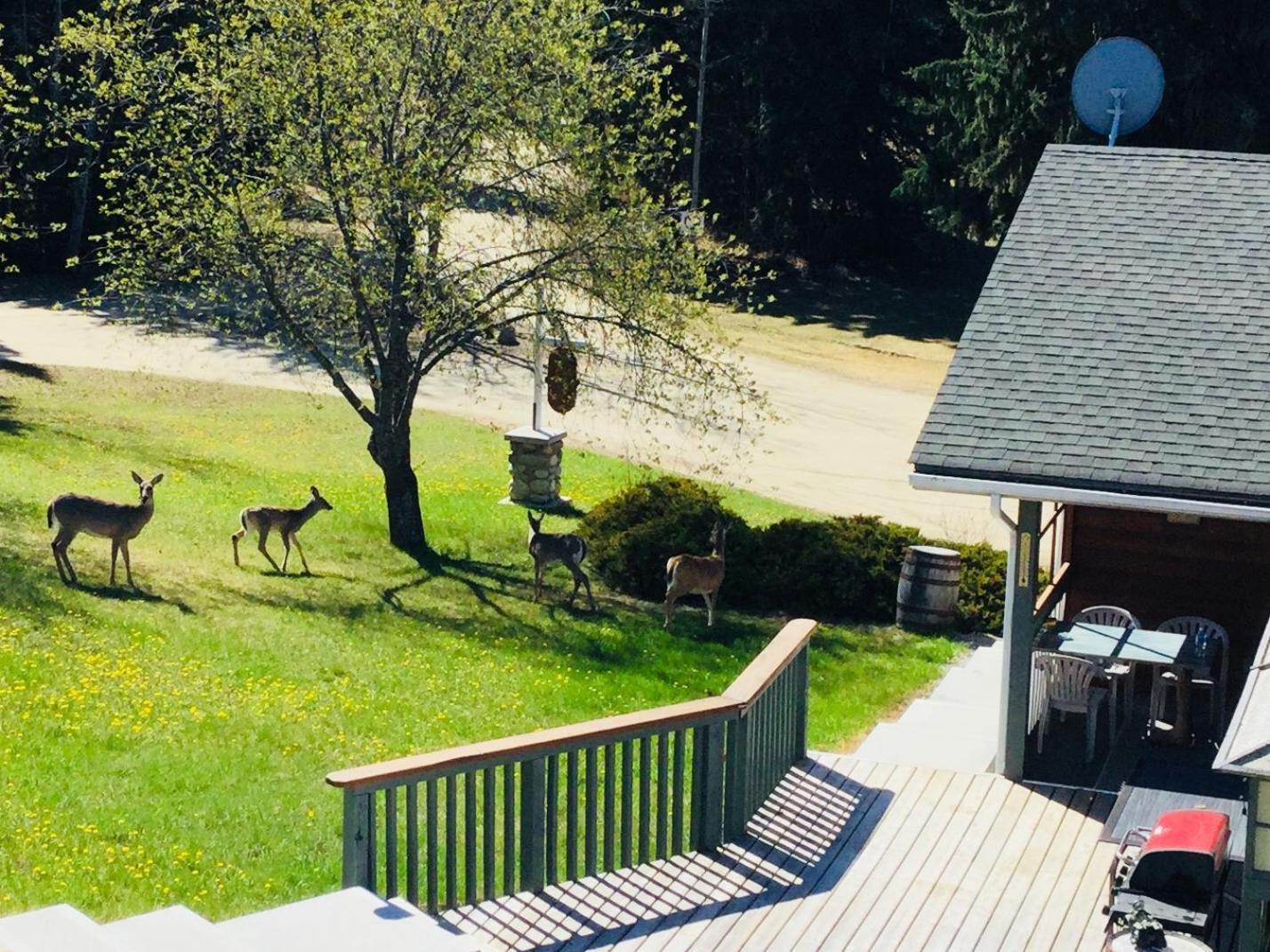 Dream Catcher Inn Valemount Eksteriør bilde